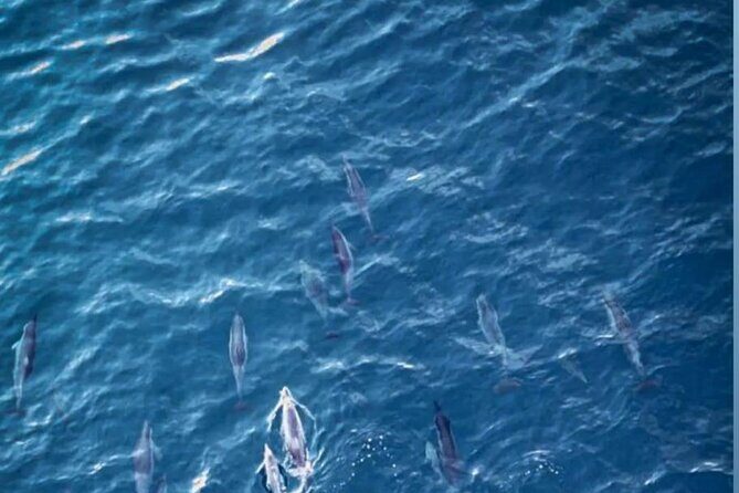 Private Morning Dolphin Watching Snorkeling and Seafood BBQ - The Itinerary Breakdown: What to Expect
