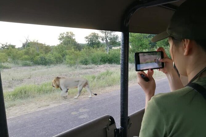 Private Morning Game Drive from Hazyview l Kruger National Park - An In-Depth Look at the Experience