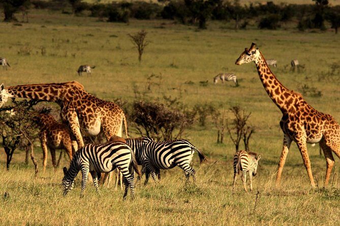 Private Morning Safari to Nairobi National Park & Giraffe Center - Exploring the Itinerary