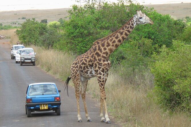 Private Morning Safari to Nairobi National Park & Giraffe Center - FAQ