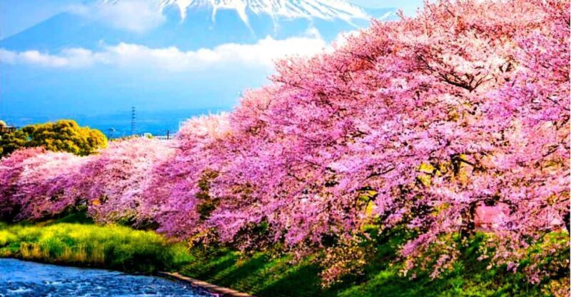 Private Mount Fuji sightseeing Day trip with English Guide - An In-Depth Look at the Itinerary