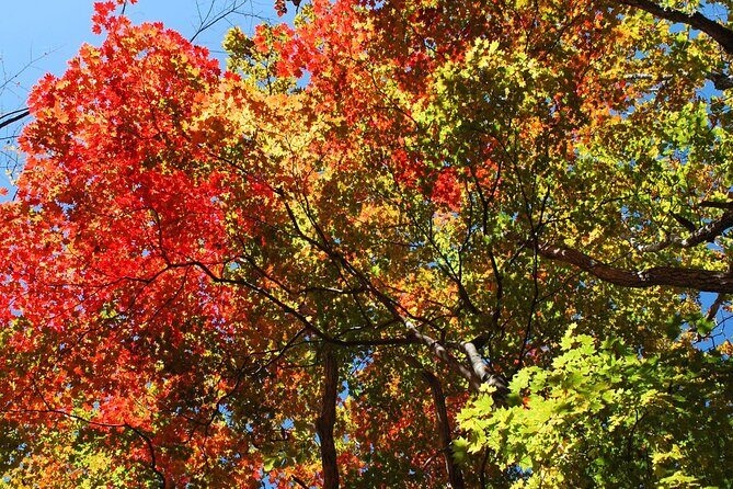 Private Mt Fuji Car and Hiking Experience from Gotemba - An In-Depth Review of the Mt Fuji Private Hiking and Cultural Tour