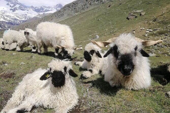 private-mt-gornergrat-and-zermatt-tour