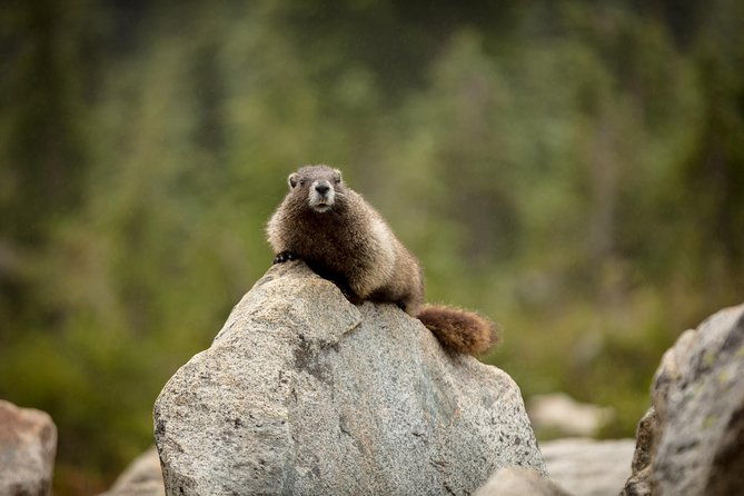 private-mt-rainier-national-park-day-trip-from-seattle