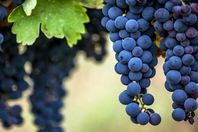 private-mt-vesuvius-and-pompeii-with-lunch-and-wine-farm-experience