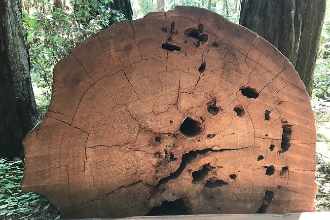 private-muir-woods-and-sausalito-half-day-tour