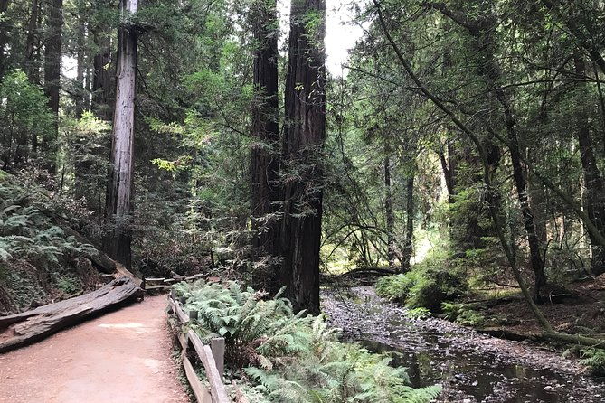 private-muir-woods-and-sausalito-half-day-tour