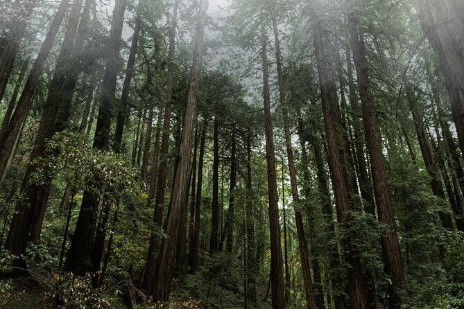 private-muir-woods-and-sausalito-half-day-tour-from-san-francisco