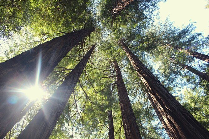 private-muir-woods-and-sausalito-half-day-tour-from-san-francisco