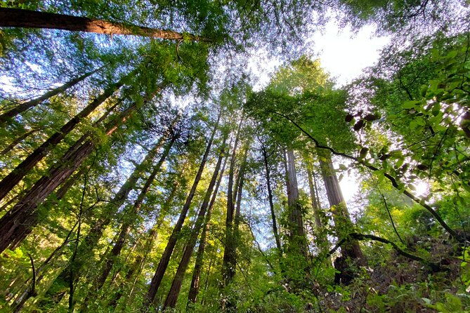 private-muir-woods-and-sausalito-half-day-tour-from-san-francisco