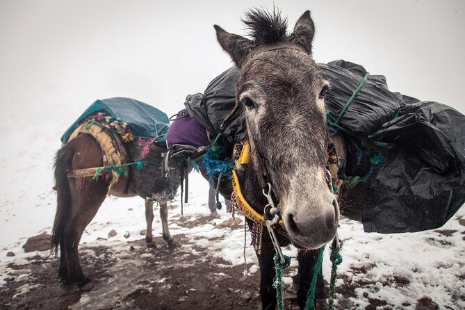 Private Mules Tour from Chefchaouen - What We Loved About the Tour