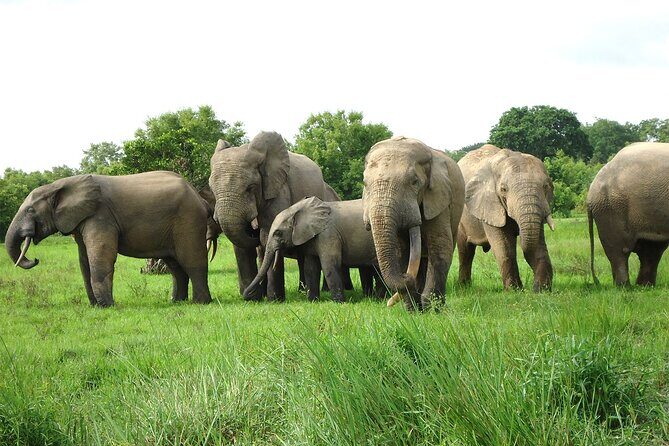 Private Multi-Day Ghana Tour about Culture History and Wildlife - 7 Days - Arrival and First Impressions in Accra