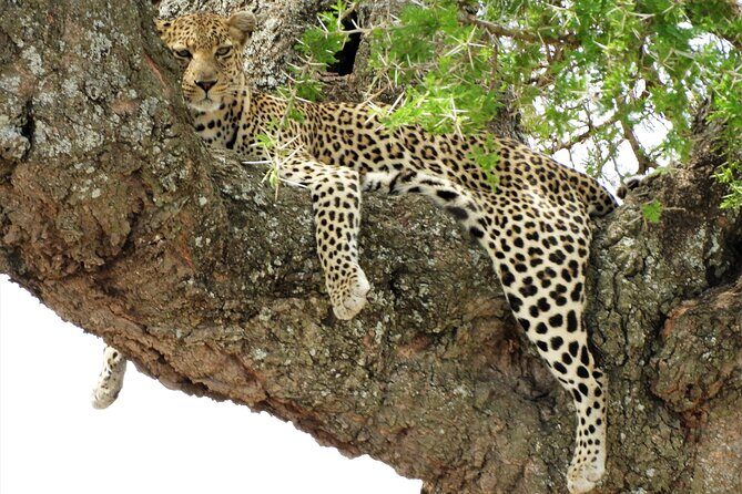 Private Multi Day Serengeti Safari - Who Is This Safari Best For?