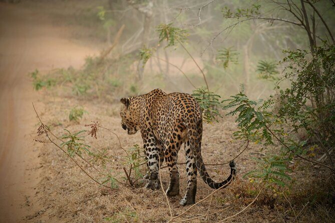 Private Multi Day Sri Lanka Tour with Chauffeur - Key Points