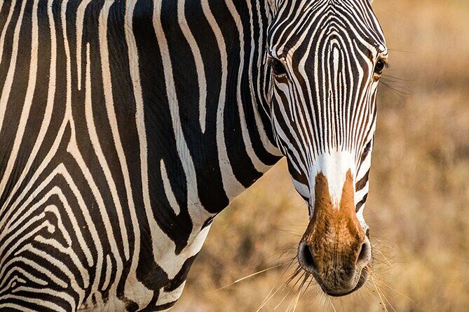 Private Multi-Day Tour in Tanzania Safari - Day 3: Full Day on the Plains