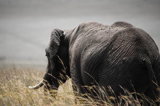 Private Multi-Day Tour in Tanzania Safari - Day 6: From Ngorongoro to Tarangire