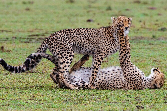 Private Multi-Day Tour in Tanzania Safari - Final Day: Wrap-Up and Return