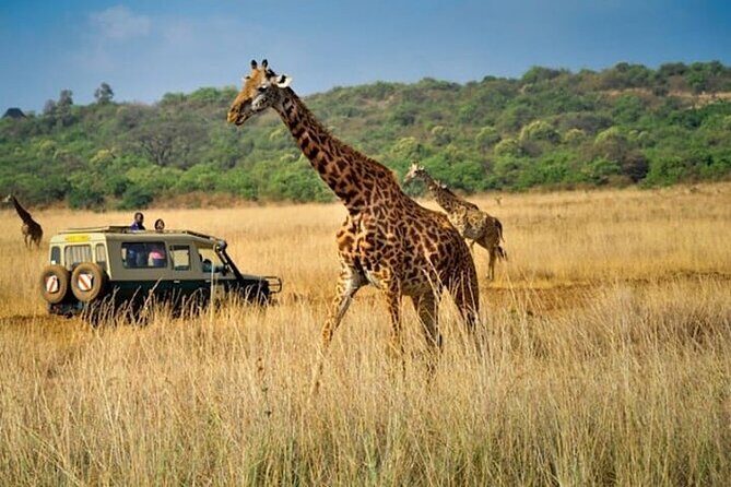 Private Multi-Day Tour in Tanzania Safari - Practical Aspects and Value