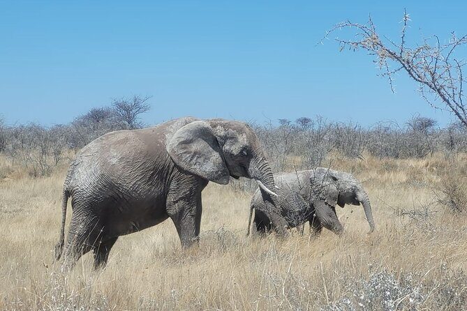 Private Multi-Day Tour Self-Drive for Beginners Safari in Namibia - Who Will Love This Tour?