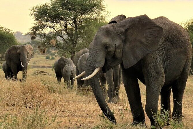 Private Multi Day Tour Tanzania Safari - An Honest Look at the 6-Day Tanzania Safari