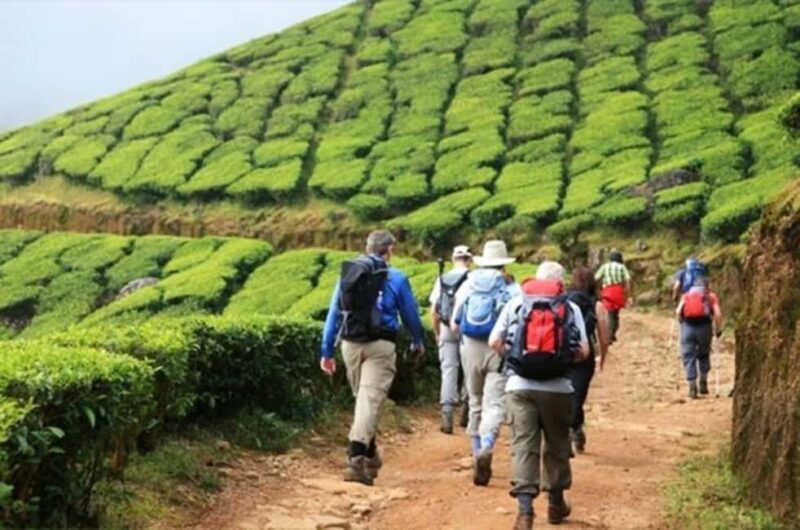 "Private Munnar Day Tour: Trekking & Scenic Highlights" - Who Should Consider This Tour?