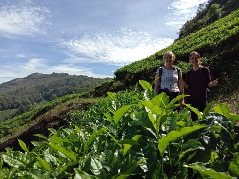 Private Munnar Tea Trek - What to Expect on Your Munnar Tea Trek