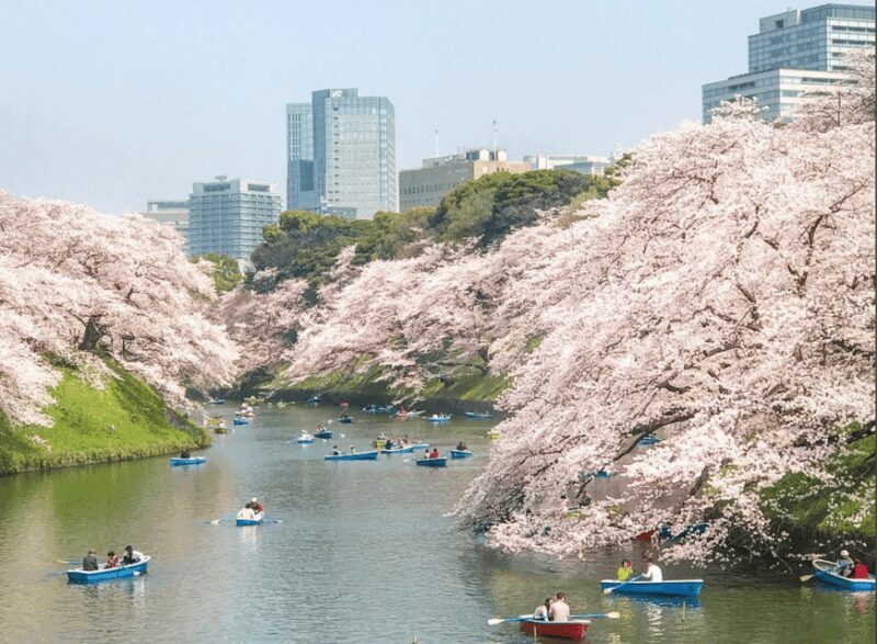 Private Must-see Sakura Journey in Tokyo City - Private Must-see Sakura Journey in Tokyo City