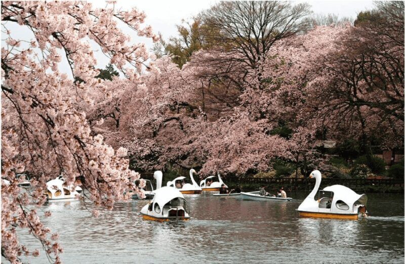 Private Must-see Sakura Journey in Tokyo City - FAQ