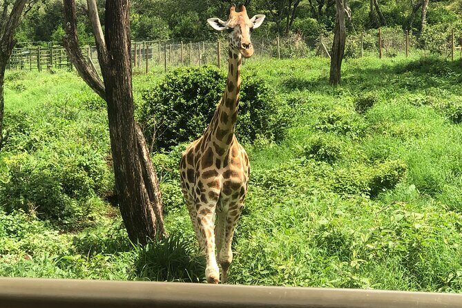 Private Nairobi Day tour to Giraffe Center and Karen Blixen - Value for Money