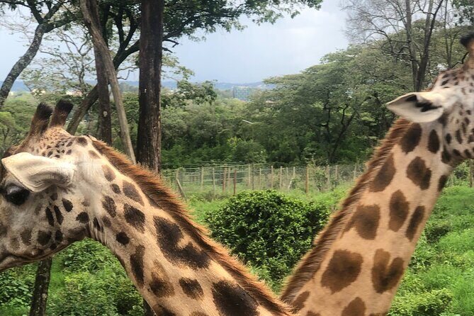Private Nairobi Day tour to Giraffe Center and Karen Blixen - Authentic Experiences from Previous Travelers