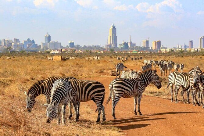 Private Nairobi National Park Day Tour - The Itinerary Breakdown: What You’ll Experience