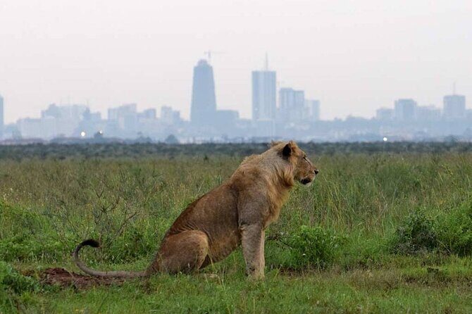 Private Nairobi National Park Day Tour - FAQs
