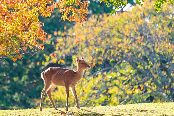 private-nara-experience-with-local-guide