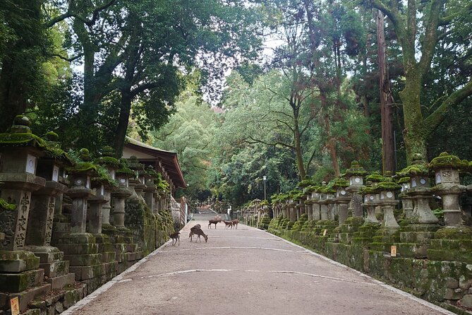 private-nara-experience-with-local-guide