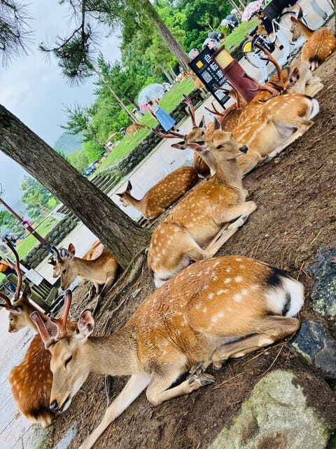 Private Nara Tour from Osaka  Meet at Your Hotel - An In-Depth Look at the Nara Tour