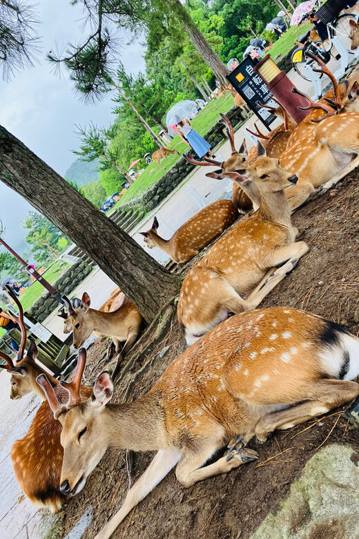 Private Nara Tour from Osaka  Meet at Your Hotel - The Sum Up: Who Should Consider This Tour?