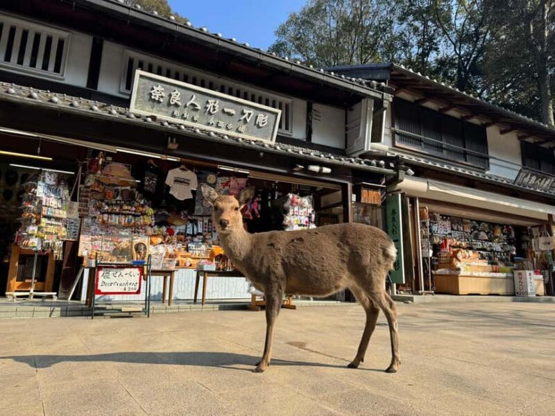 Private Nara Tour & Sake Tasting (Departing from Kyoto/Nara) - FAQ