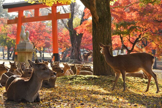 private-nara-tour-with-government-licensed-guide-vehicle-osaka-departure