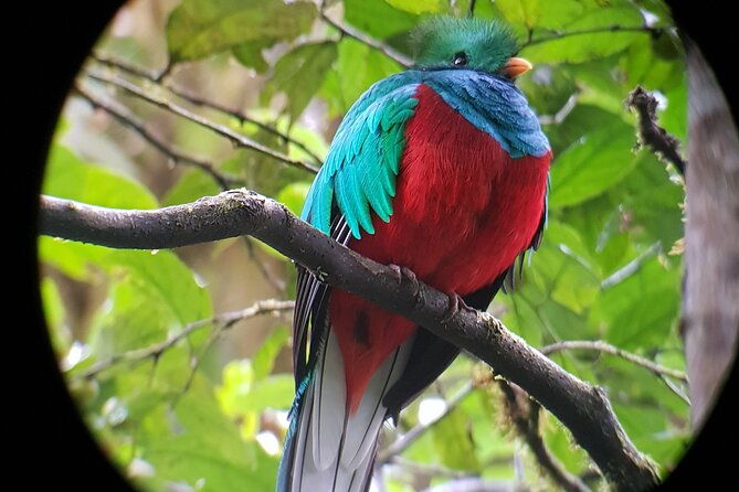 private-natural-history-walk-in-monteverde