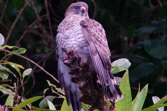 private-natural-history-walk-in-monteverde