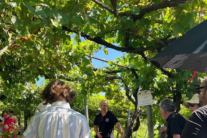 private-natural-wine-tasting-tour-lunch-sommelier-and-transfer