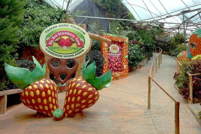 Private Nature Trip to Cameron Highlands from Kuala Lumpur - Who Would Love This Tour?