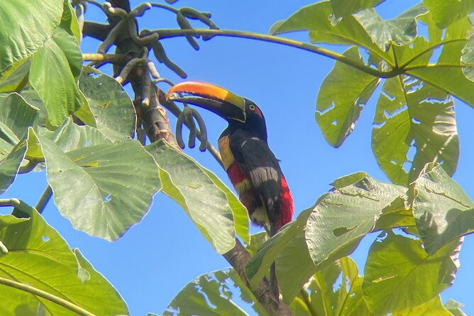 private-nature-walk-in-manuel-antonio-national-park