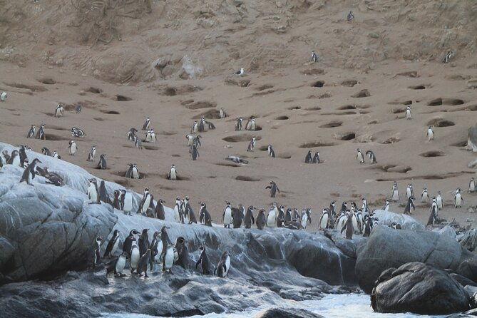 private-nautical-tour-penguin-island-cachagua-valparaiso