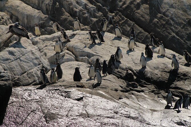 private-nautical-tour-penguin-island-cachagua-valparaiso