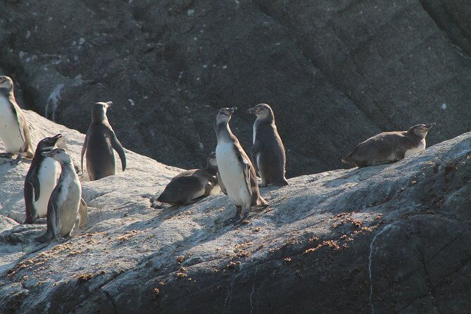 private-nautical-tour-penguin-island-cachagua-valparaiso