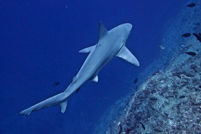 private-niihau-scenic-snorkel