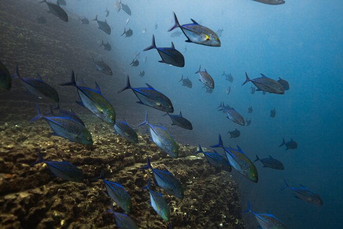 private-niihau-scenic-snorkel