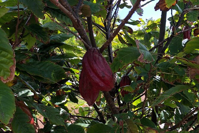 private-north-shore-tour-from-waikiki