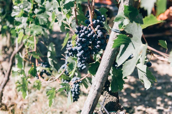 private-off-road-wine-tour-in-chianti-from-florence